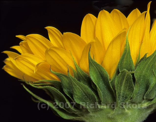 8-17-04-2-18-sunflower-wit.jpg